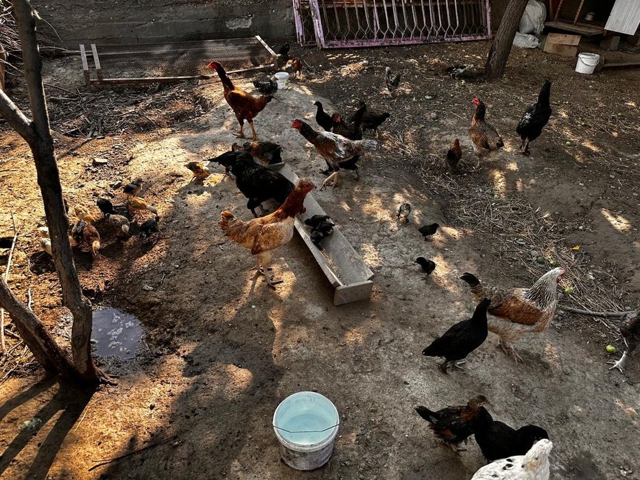 Продам кур домашних.