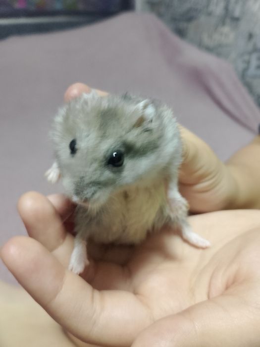 Продам 2х Хомяков