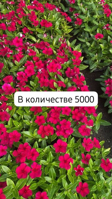 Цветы, Рассада, Ель и Сосны