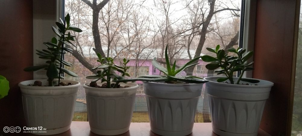 Цветы для офиса и дома разные