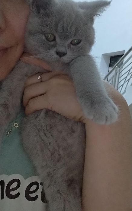 Продаются породистые британские котята, мальчик 

Продаются здоровые,