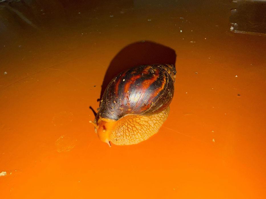 Большие домашние улитки