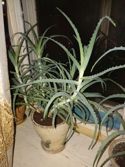 Продам Алоэ лечебный