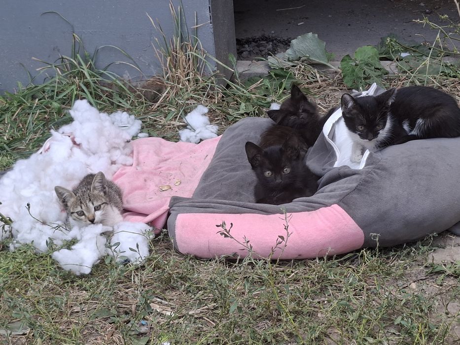 Котята, кошки, котёнок