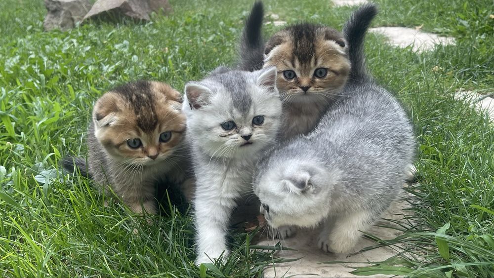 4 пушистых малыша ищут любящую семью!