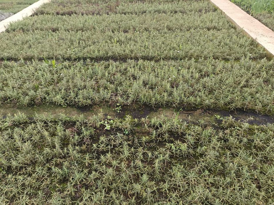 plante aromatice perene