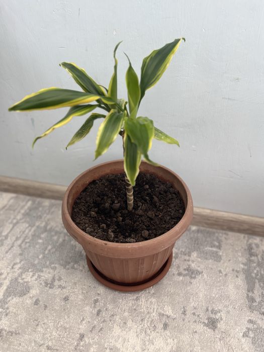 Продаются комнатные цветы