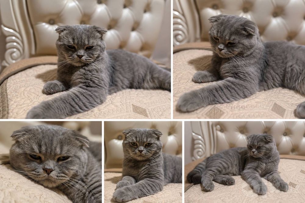 Продается Scottish Fold Скоттиш-фолд