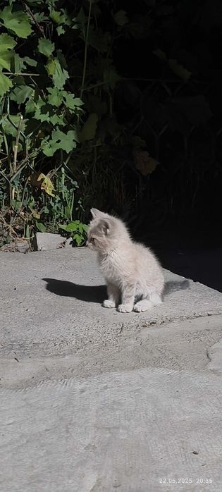 Одам  котят в хорошие руки