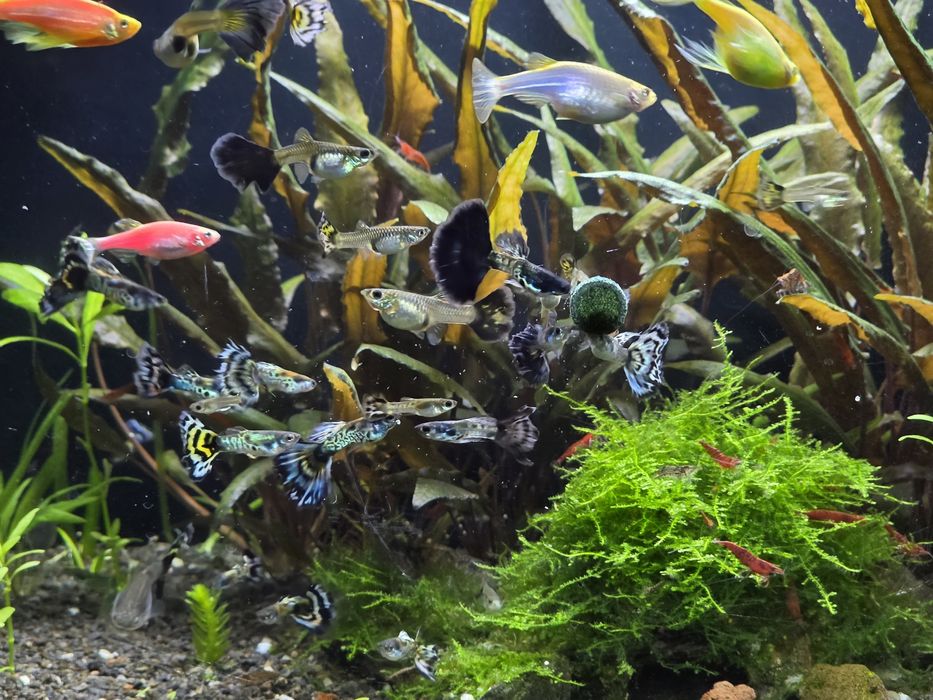 Pesti Acvariu / Guppy / Creveti Red Sakura