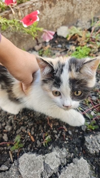 Котенок девочка трехцветная 2 месяца