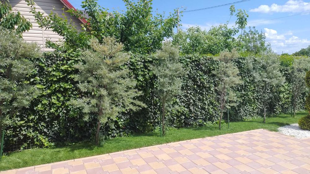 Vand plante ornamentale gradina si elemente de decor curte