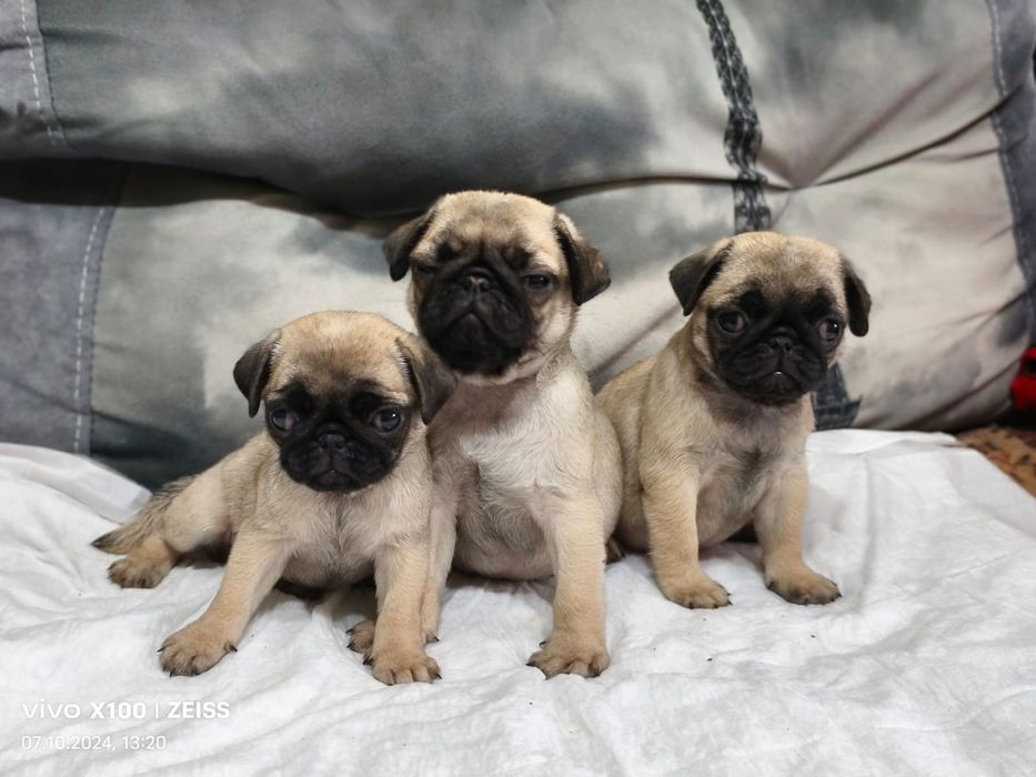 Очаровальные щенки Мопса.