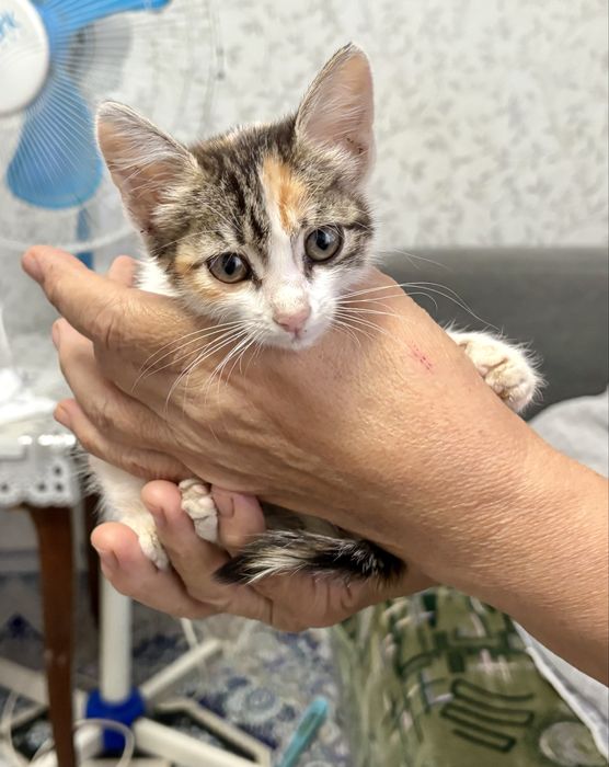Котенок в добрые руки ищет дом !