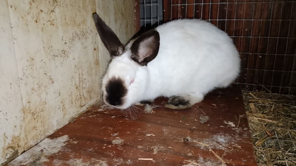 Quyonchalar karlik xatot kalifornia germenin zoti