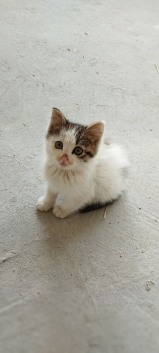 Подарявам мъжко коте