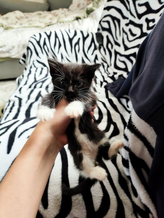 Отдам котят в добрые руки