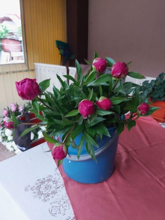 Bujori diferite culori
