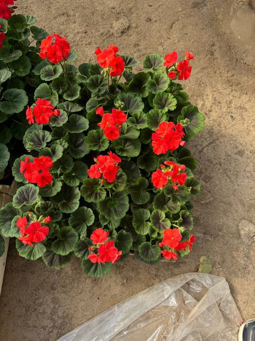 Siklamen Primula Geran gullari sotiladi