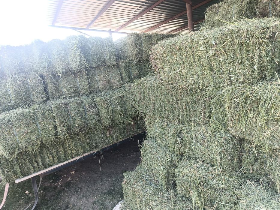Baloți de lucernă
