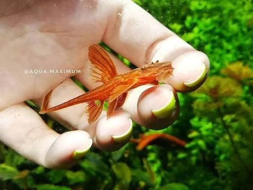 Красная лорикария.