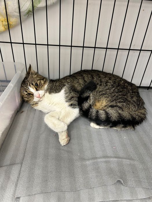 Pisicuță blândă de 8 luni salvată din frig caută familie iubitoare