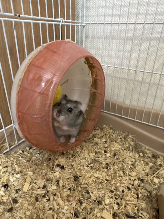 Хомяк вместе с клеткой отдам