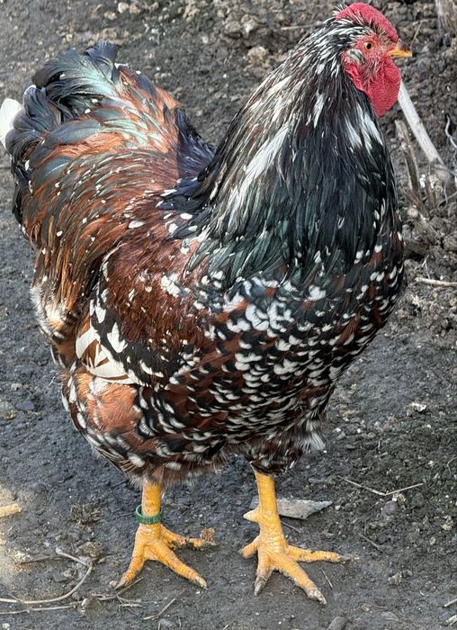 Oua Wyandotte portelan