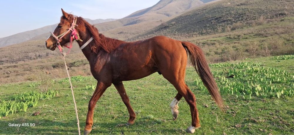 Араб пен Акалтеке шатыс