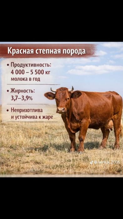 Искуственное Осеменение крс