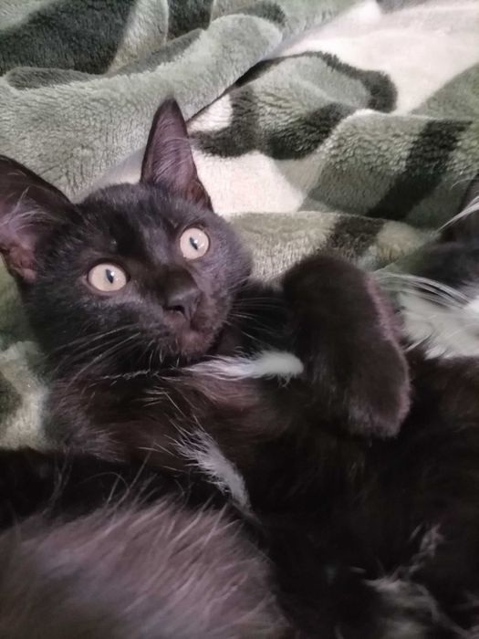 Котята в добрые руки!