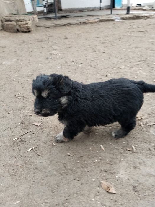 Отдам щенят в добрые руки!!!