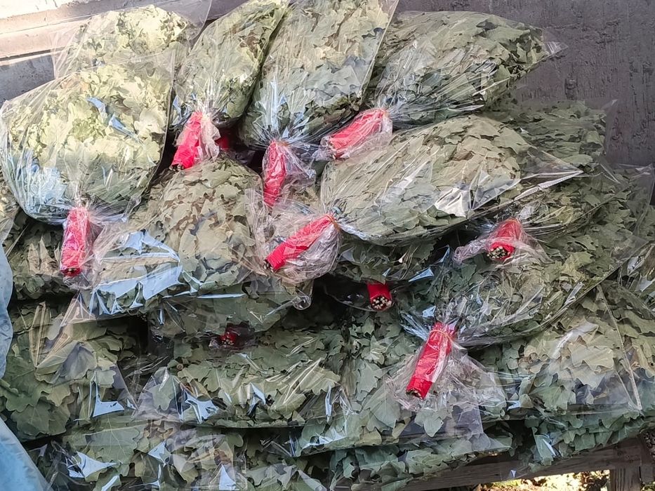 Продам  веник дубовыи