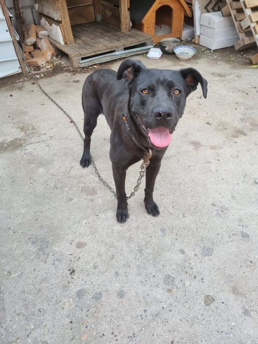 Cane corso  cățelușa 8 luni