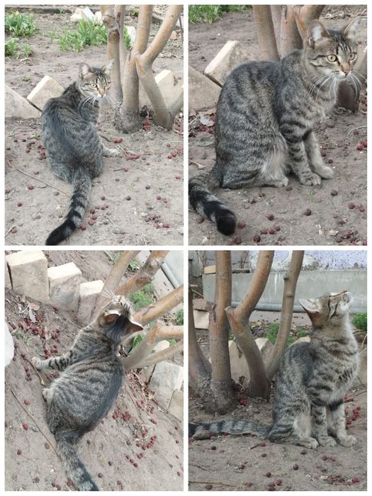 Дарю в добрые надёжные руки кошечку.