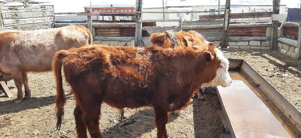 Тұқымдыққа ақбас бұқалар сатылад