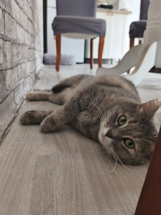 Кошечка Нюша в поиске дома.