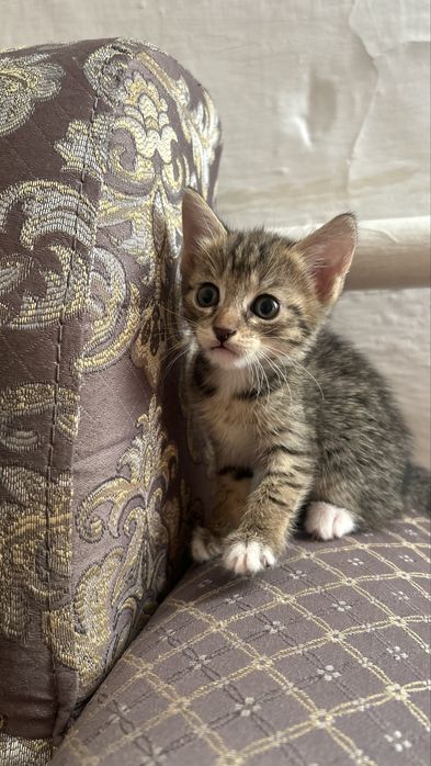 Отдам в добрые руки котят-девочек
