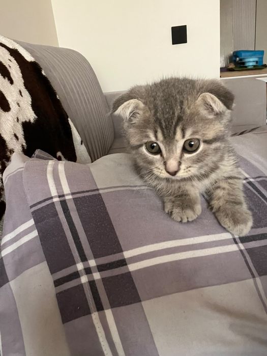 Кошка котенок вислоухая