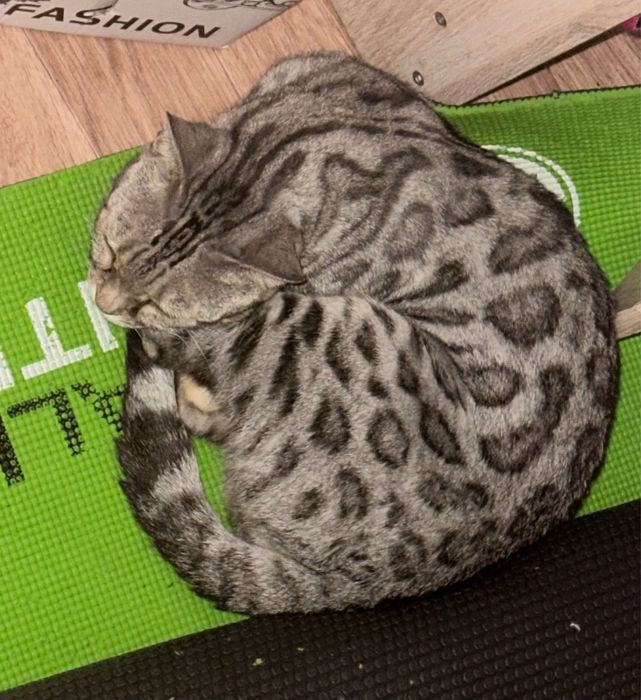 Продам кошку Бенгалка