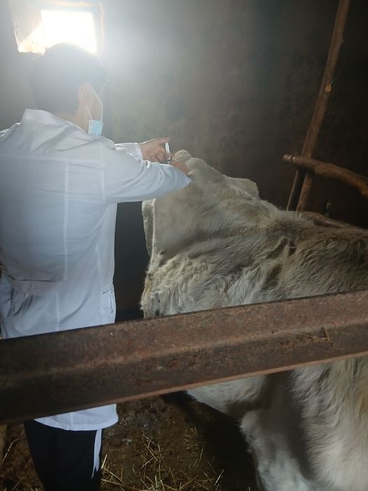 Veterinariya xizmati ветеринария хизмати Хадамоти ветеринарӣ