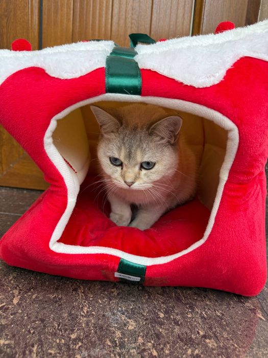 mushu sotiladi 100$ shinshilla paroda