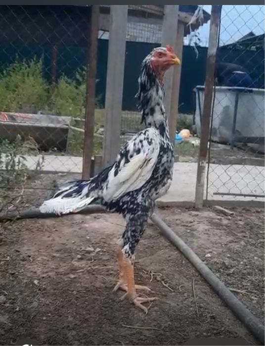 Продается О Шамо.