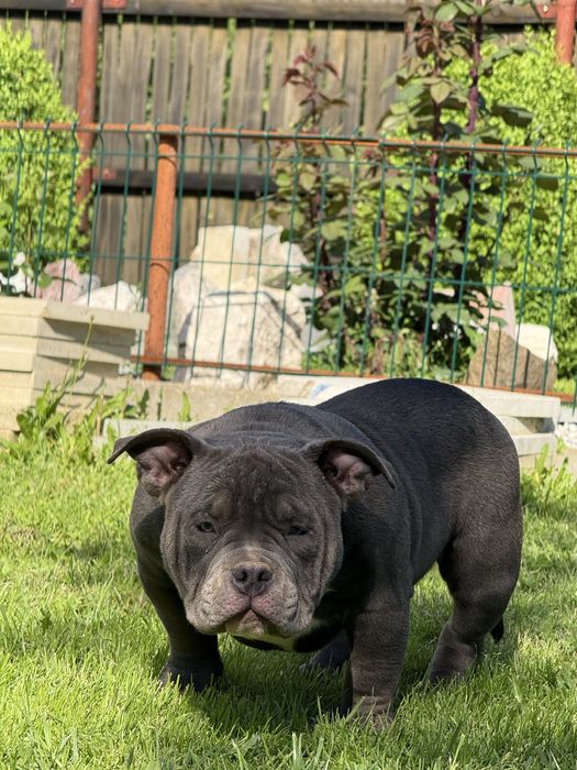 Vand femela american bully pocket