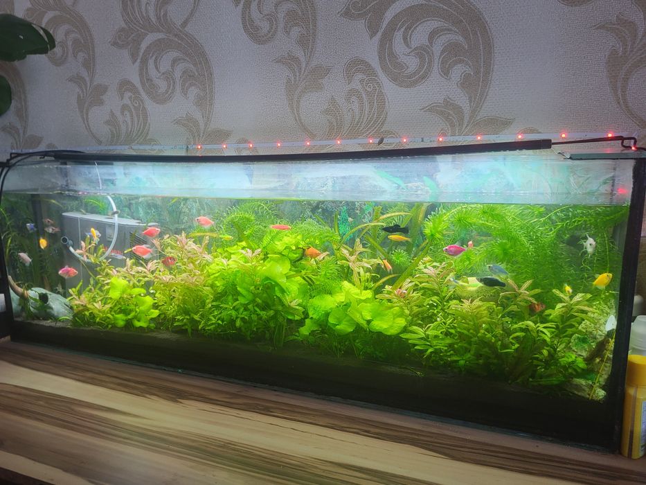 Аквариум 70 литров