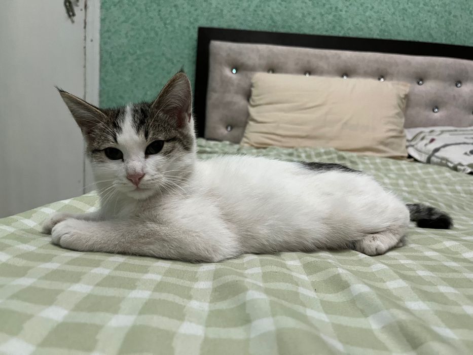 Отдам котят в добрые руки