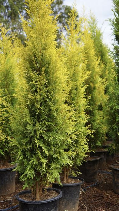 LEYLANDII GOLD RIDER – gard viu premium, culoare spectaculoasă tot anul, de la 99 ron