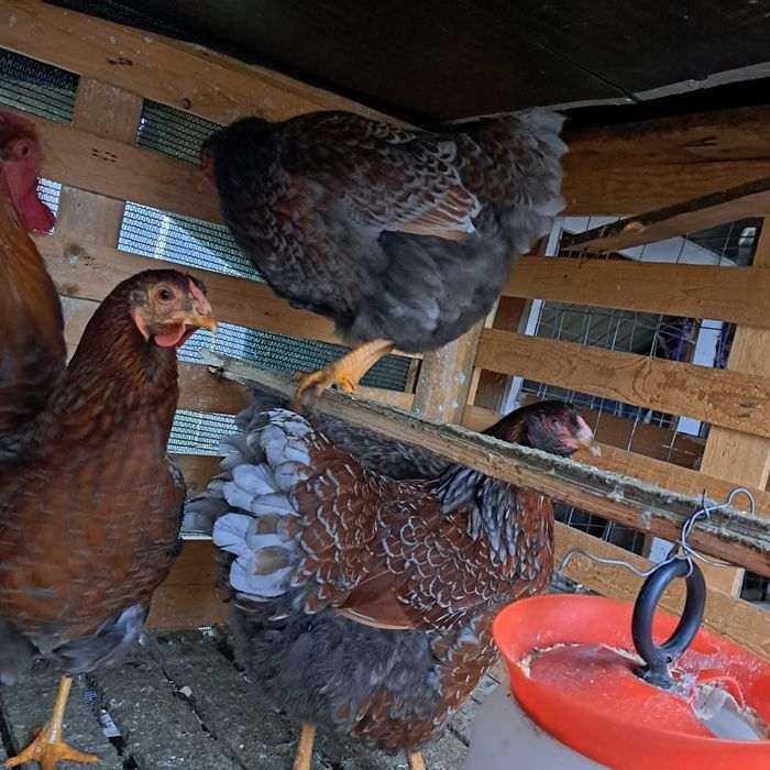 Pasari de fasa wiandote