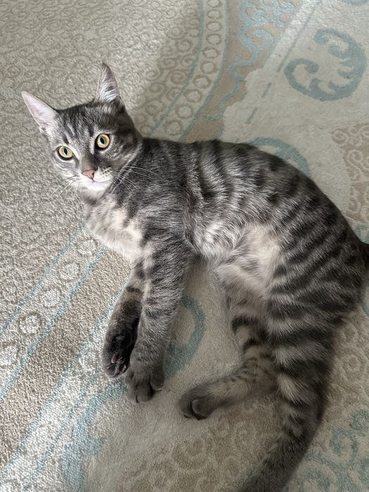 Кот 6 месяцев продается срочно