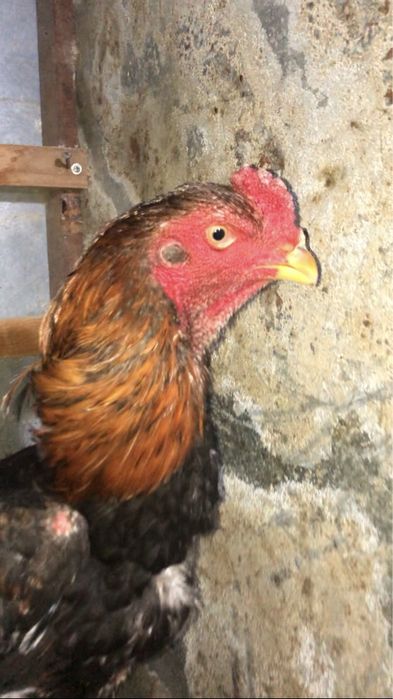 Япон Шамо жужа хуроз сотилади